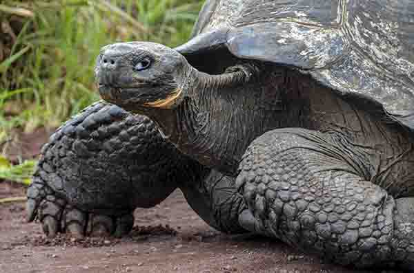 Tortuga gigante de Galápagos - isla Santa Cruz - islas Galápagos - Ecuador 11.jpg